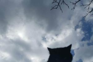 Beküldte S. Beatrix